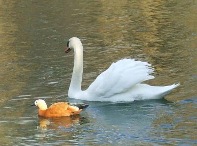 Прикрепленное изображение: 006a.jpg